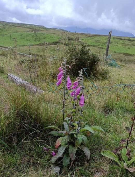 299 Willow Trawsfynydd